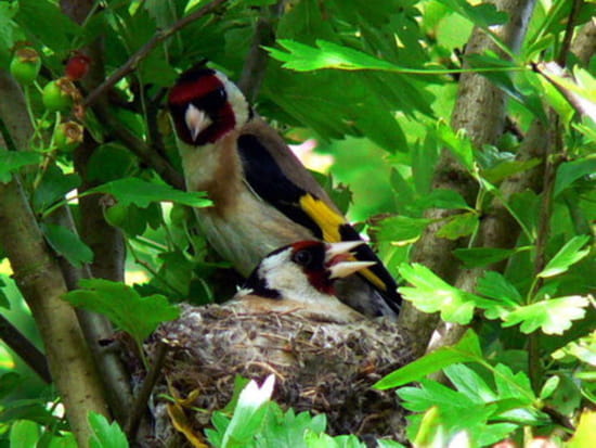 autres-oiseaux-france-1403593152-1216656.jpg