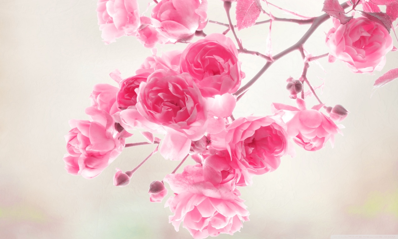 Pretty-Pink-Roses-Wallpaper-pink-color-34590770-1280-768.jpg