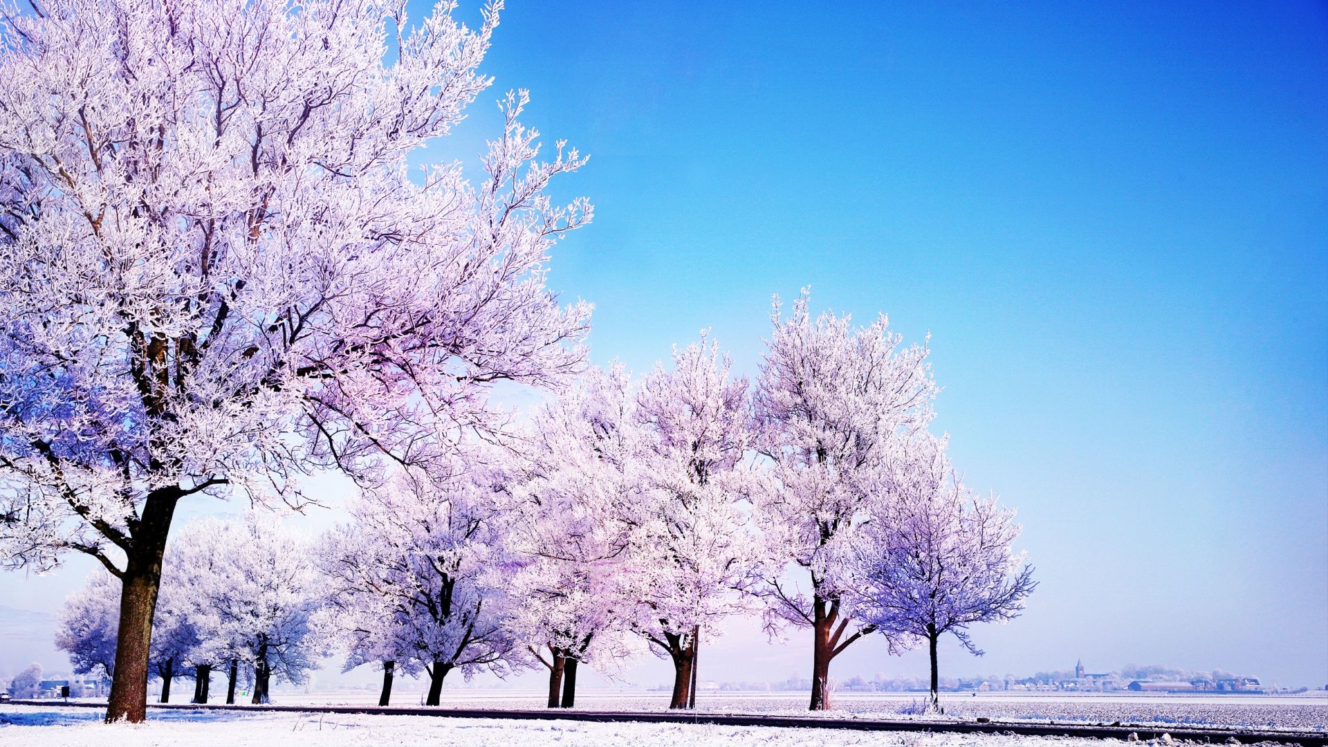 Arbre_en_blanc_-_saison_hiver.jpg