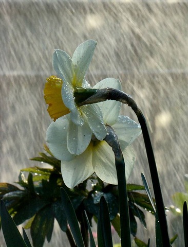 flower-and-rain%5B10%5D.jpg