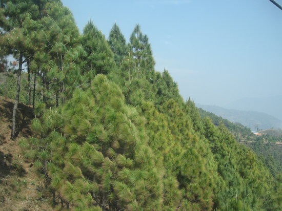 pine-trees.jpg