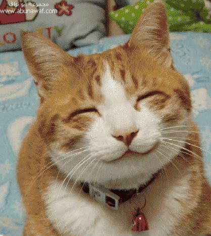 smile_1-cat.jpg