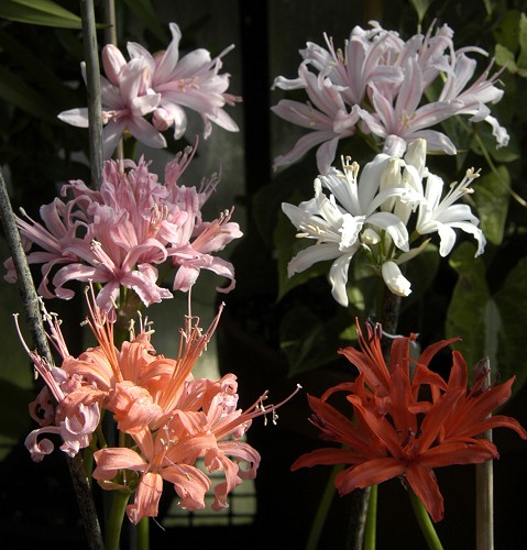 Nerine_sarniensis_MM.jpg