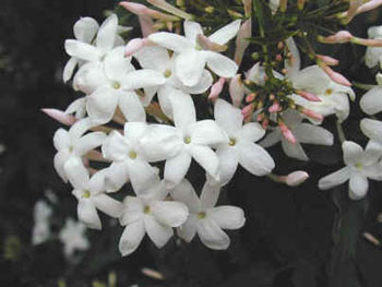 jasmin85046.jpg