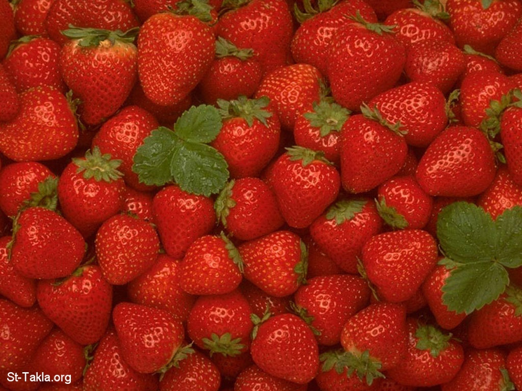 www-St-Takla-org--Strawberry-001.jpg