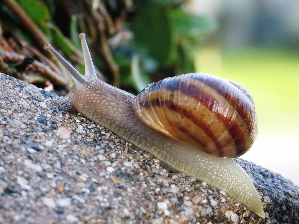 Common_snail.jpg