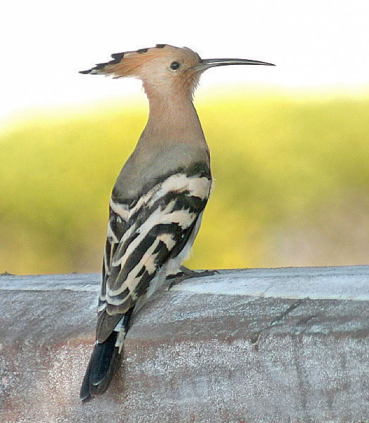 Common_Hoopoe_%28Upapa_epops%29_at_Puri_Im_IMG_9204.jpg