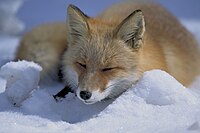 200px-Vulpes_vulpes_laying_in_snow.jpg