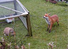 220px-Urban_fox_and_rabbit.jpg