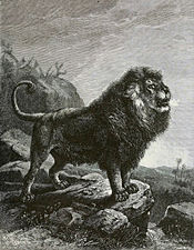 175px-BarbaryLionB1898bw.jpg