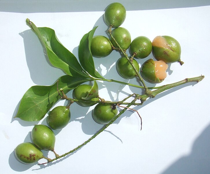 726px-Melicoccus_bijugatus.jpg