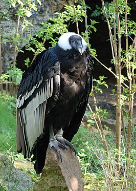 266px-Vultur_gryphus_-Dou%C3%A9-la-Fontaine_Zoo,_France-8a.jpg