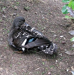 250px-African_Black_Duck.jpg