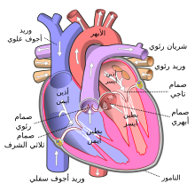 220px-Diagram_of_the_human_heart_%28cropped%29-ar.svg.png