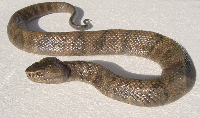 19_2_Moccasin_Cottonmouth_Snake.jpg