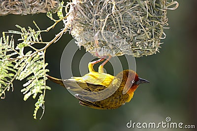 cape-weaver-bird-and-nest-thumb10726156.jpg