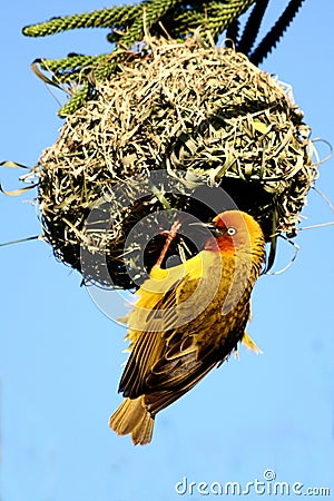 cape-weaver-male-at-nest-thumb3032827.jpg