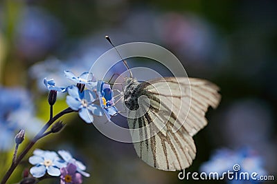 white-butterfly-thumb131770.jpg