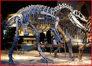 Allosaurusfossil.jpg