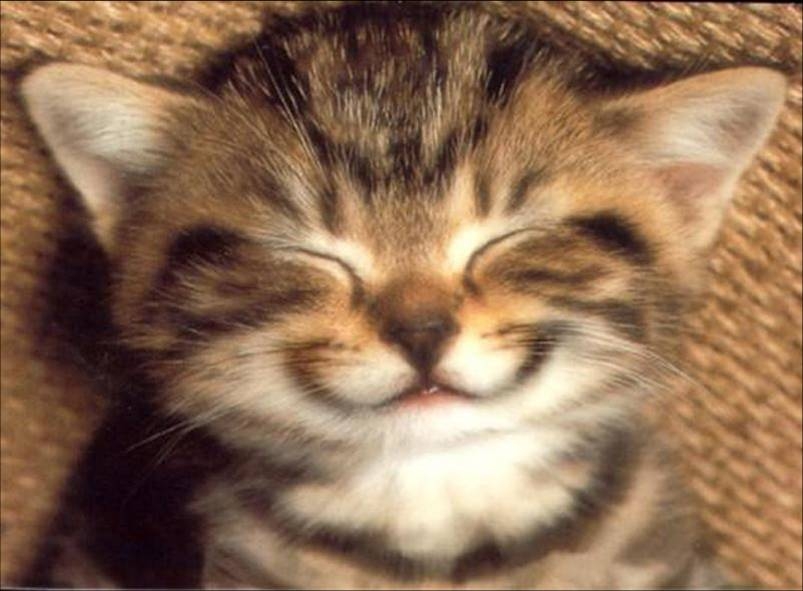 chat-sourire.jpg