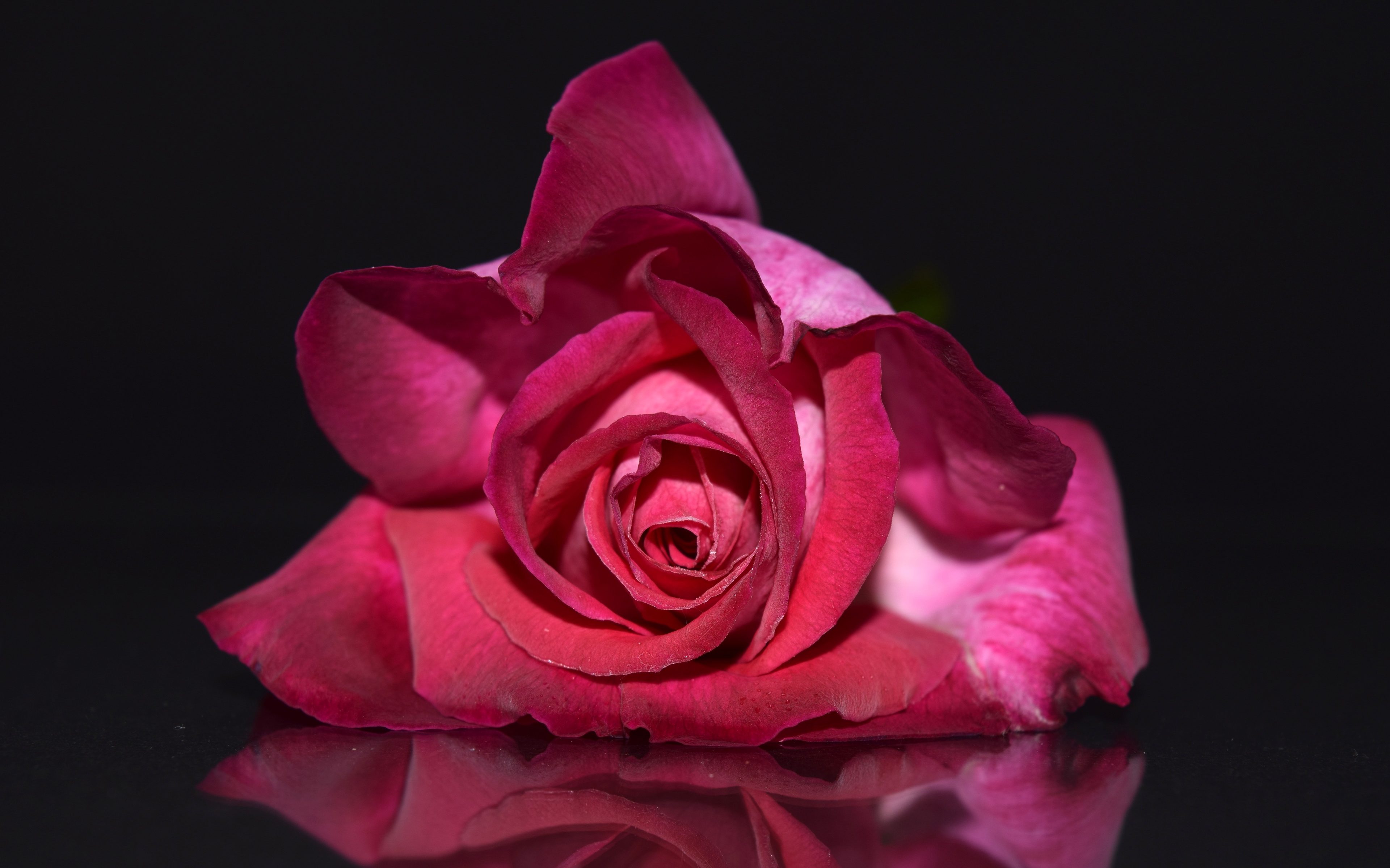 pink_rose_4k_5k-wide.jpg