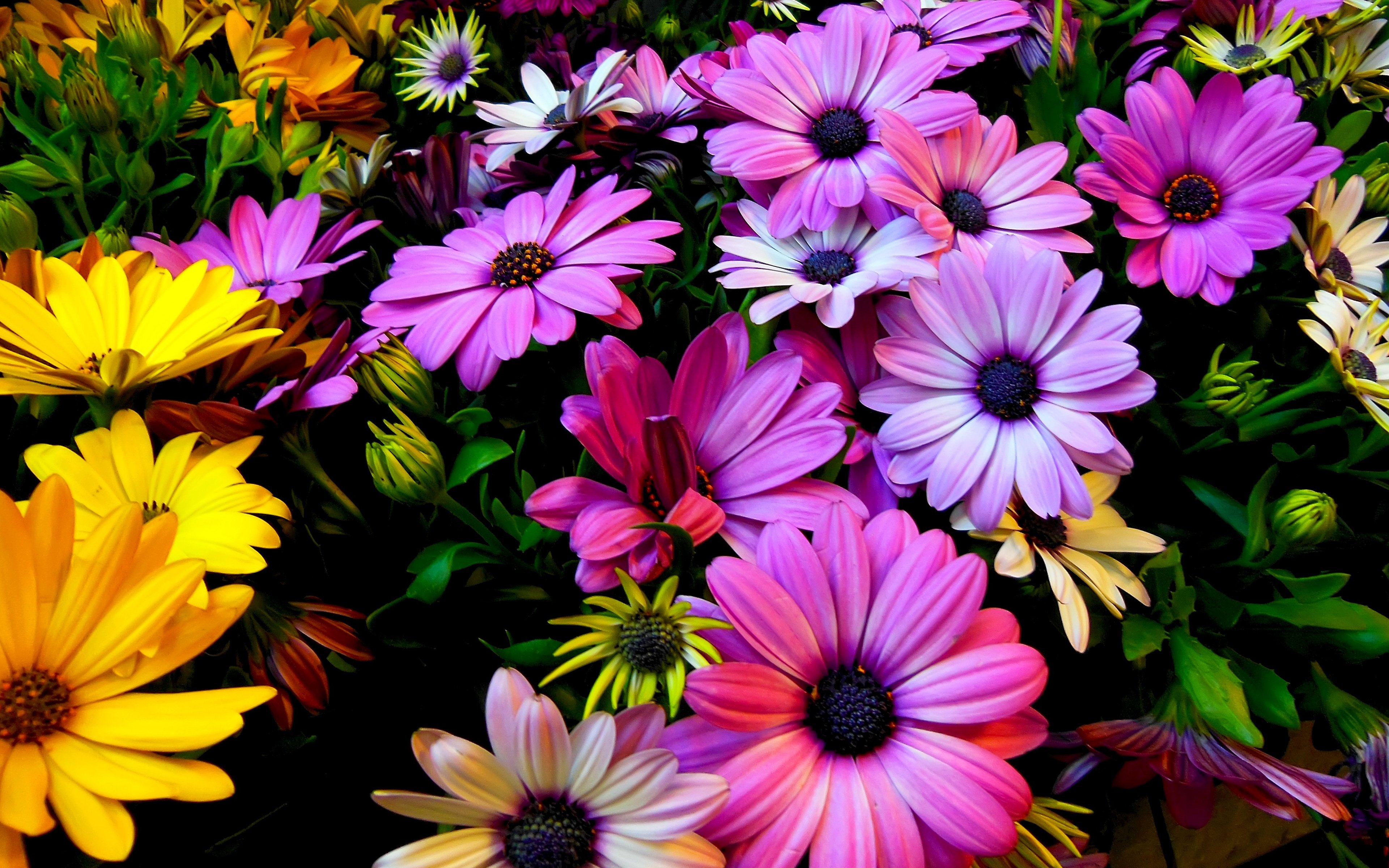 purple_yellow_daisy_flowers-wide.jpg