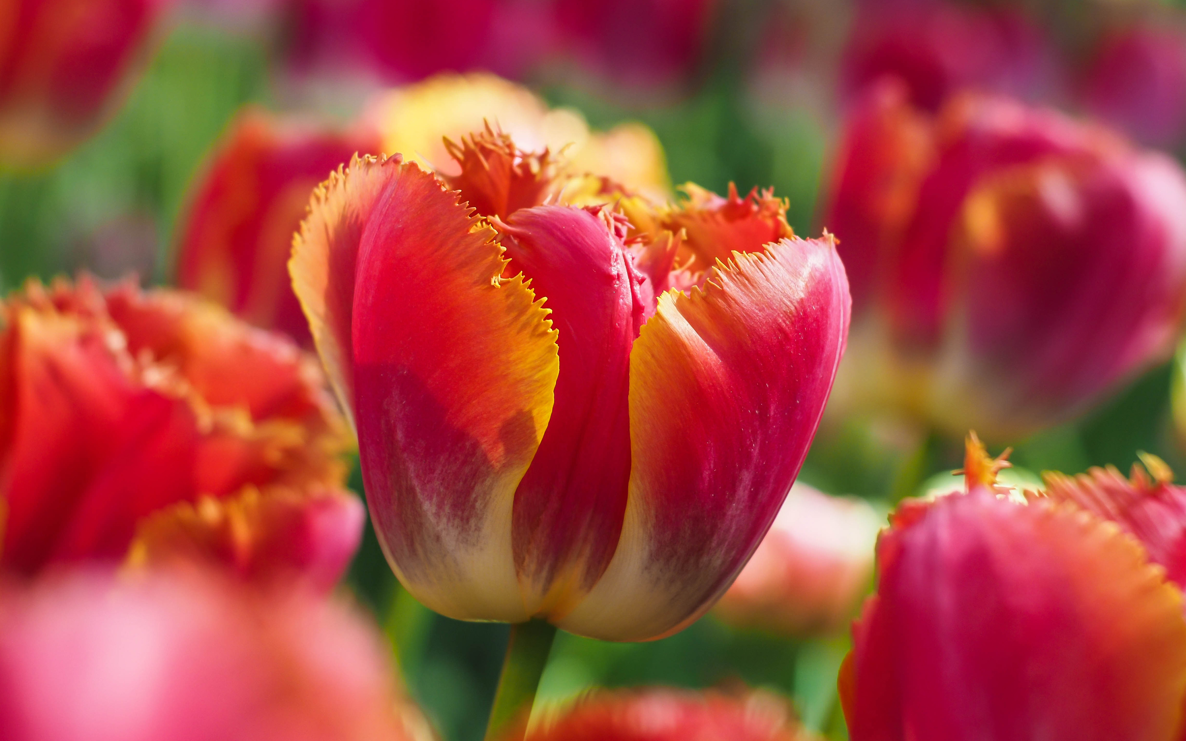 tulip_flowers_5k-wide.jpg