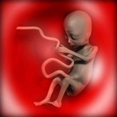 fetus01_jpg740bab6b-f9e5-4448-9e54-79e4967b2c79Large.jpg