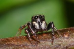 Jumping-spider-wonder.JPG