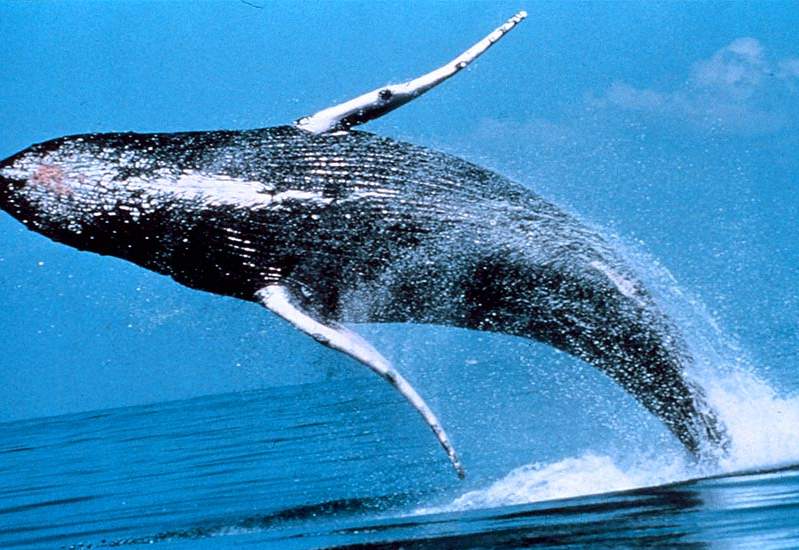 humpback-whales-.JPG