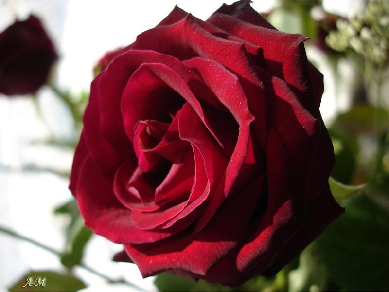 rose021b.jpg