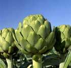 Artichoke.JPG