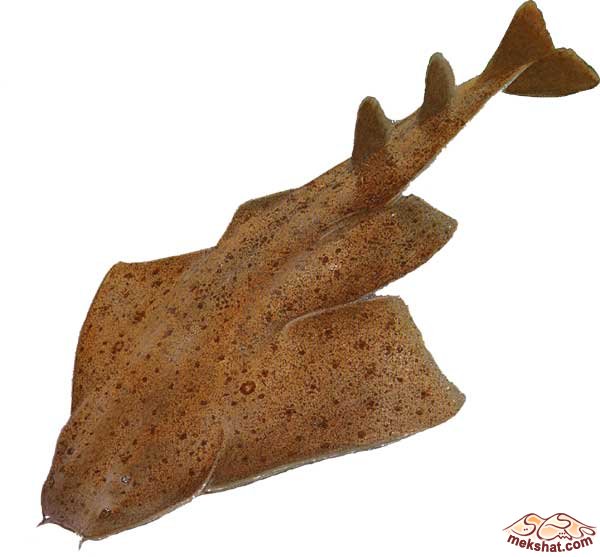 mk77615_angel-shark.jpg