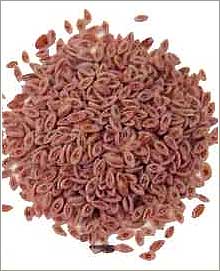 psyllium-seeds.jpg