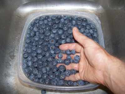 blueberries_sort.jpg