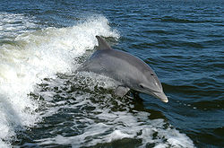 1260734655250px-bottlenose_dolphin_ksc04pd0178.jpg