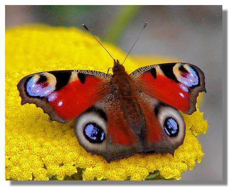 butterfly_peacock_kinross6279a.jpg