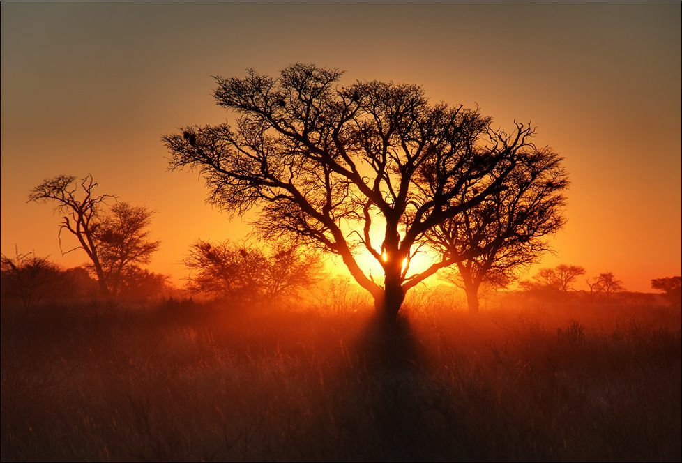 les_plus_beaux_arbres_du_monde_kalahari_coucher_soleil.png