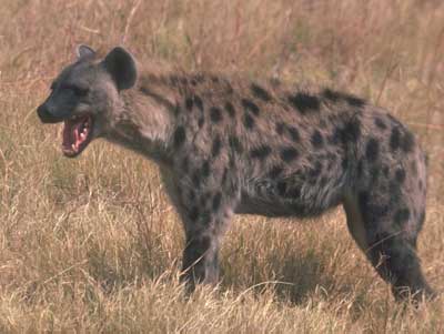 hyena-05.jpg