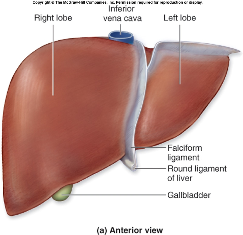 liver_anatomy.jpg