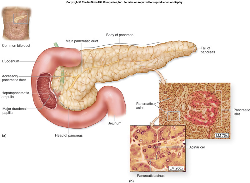 pancreas_anatomy.jpg