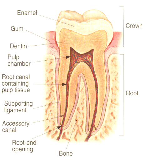 tooth_anatomy.gif