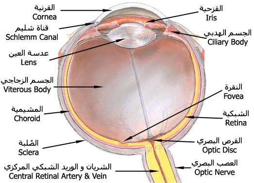 eye_cross_section.jpg