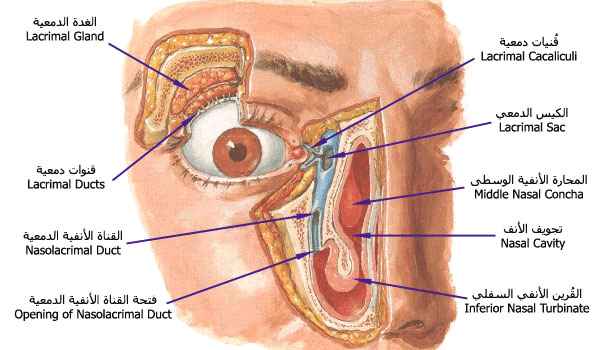 lacrimal.jpg