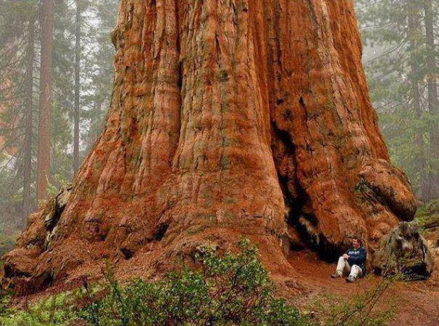 أكبر شجرة فى العالم