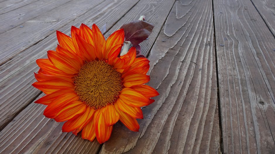 sunflower-autumn-flower-bloom-65926.jpeg