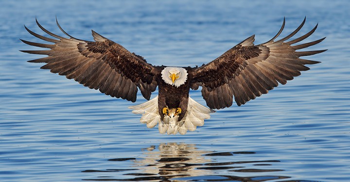 Alaska_Eagles_DS7_8992A-720x375