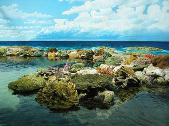 great-barrier-reef-dive-with-big-fish.jpg