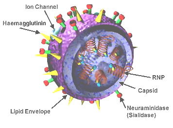 3D_Influenza_virus.png