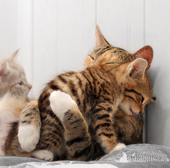 attachment.php
